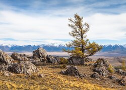 Drzewo i skały na tle gór Altaj