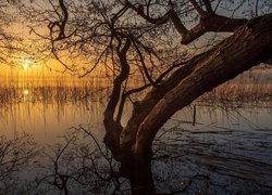 Zachód słońca, Jezioro, Drzewo, Szuwary