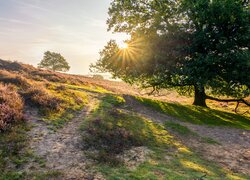 Wschód słońca, Wzgórze, Drzewo, Wrzosowisko, Park Narodowy Veluwezoom, Prowincja Geldria, Holandia