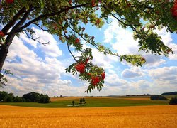 Drzewo, Jarzębina, Pole, Zboże