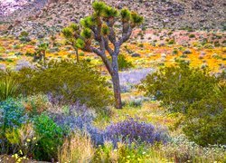 Park Narodowy Joshua Tree, Jukka krótkolistna, Drzewo Jozuego, Roślinność, Krzewy, Kwiaty, Kalifornia, Stany Zjednoczone