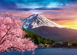 Drzewo kwitnącej wiśni na tle ośnieżonego stratowulkanu Fudżi