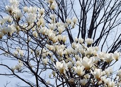 Drzewo magnoliii z białymi kwiatami