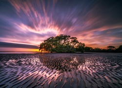 Drzewo na brzegu morza w blasku zachodzącego słońca
