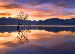 Nowa Zelandia, Jezioro Wanaka, Drzewo, GóryZachód słońca, Odbicie