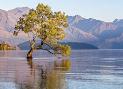 Drzewo na jeziorze Wanaka w Nowej Zelandii