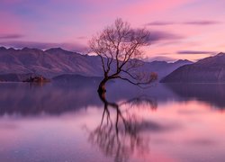Jezioro Wanaka, Drzewo, Odbicie, Góry, Jesień, Chmury, Nowa Zelandia