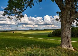 Drzewo na łące i chmury nad polem