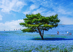 Drzewo na łące kwitnących porcelanek Menziesa w japońskim Hitachi Seaside Park
