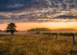 Świt, Mgła, Łąka, Drzewa, Trawa, Ogrodzenie