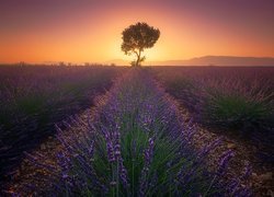 Francja, Prowansja, Valensole, Zachód słońca, Pole, Lawenda, Drzewo