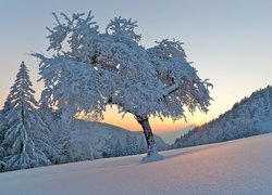 Zima, Drzewa, Wschód słońca, Wzgórza