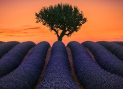 Francja, Prowansja, Valensole, Pole, Lawenda, Drzewo