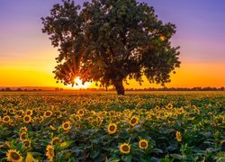 Drzewo na polu kwitnących słoneczników o wschodzie słońca