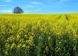 Drzewo na polu rzepaku pod błękitnym niebem