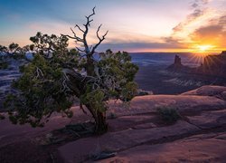 Drzewo na skałach i Monument Valley w promieniach zachodzącego słońca