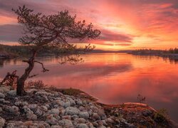 Rosja, Karelia, Jezioro, Ładoga, Skała, Drzewa, Zachód słońca