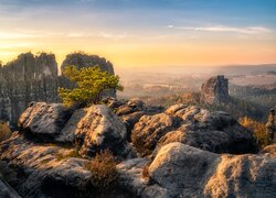 Drzewo na skałach w Górach Połabskich