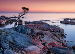 Drzewo na skałach w zatoce Binalong Bay na Tasmanii