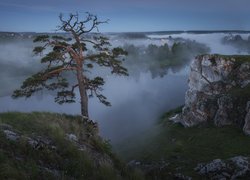 Drzewo na skale nad zamgloną rzeką