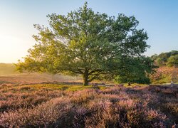 Holandia, Prowincja Geldria, Park Narodowy Veluwezoom, Wrzosowisko, Drzewo, Wschód słońca