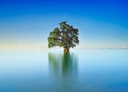 Drzewo na środku jeziora