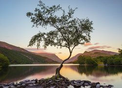 Drzewo na tle jeziora Llyn Padarn w Parku Narodowy Snowdonia