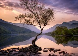 Wielka Brytania, Walia, Jezioro, Llyn Padarn, Park Narodowy Snowdonia, Góry, Drzewo, Kamienie