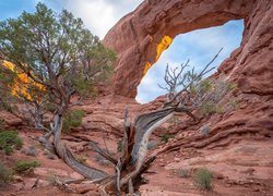 Skała, Drzewo, Park Narodowy Arches, Utah, Stany Zjednoczone