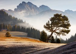 Góry, Dolomity, Włochy, Mgła, Drzewa