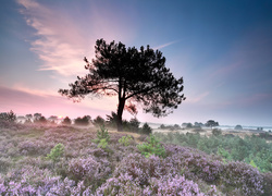 Holandia, Park Narodowy Drents-Friese Wold, Wrzosowisko, Drzewo, Mgła