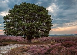 Drzewo na wrzosowisku w Roydon Common pod chmurami