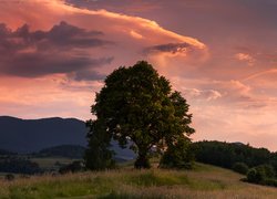 Drzewo na wzgórzu na tle kolorowego nieba