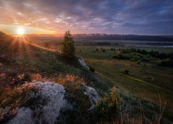 Drzewo na wzgórzu w promieniach słońca