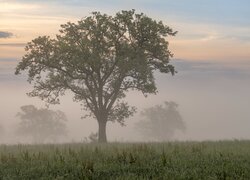 Łąka, Drzewa, Trawy, Poranek, Mgła