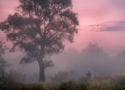 Wschód słońca, Poranek, Mgła, Drzewo, Człowiek, Fotograf