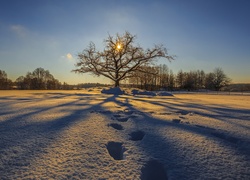 Drzewo na zaśnieżonym polu w świetle słońca