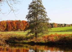 Drzewo nad stawem na polu