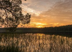 Drzewo nad szuwaramiw jeziorze