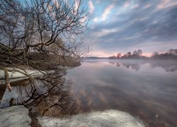 Drzewo nad zamgloną rzeką Dubną