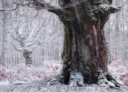 Drzewo o grubym pniu pośród ośnieżonych paproci