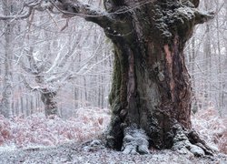 Drzewo o grubym pniu pośród ośnieżonych paproci