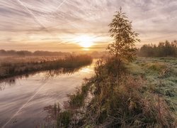 Rzeka, Drzewo, Mgła, Wschód słońca, Park przyrody De Schammer, Prowincja Ultrecht, Holandia