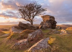 Drzewo obok skał w Parku Narodowym Dartmoor