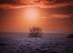 Drzewo oświetlone zimowym zachodem słońca