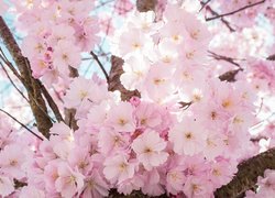 Drzewo owocowe, Wiśnia japońska, Kwiaty, Gałązki