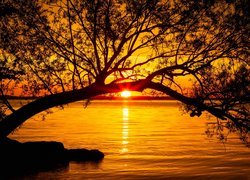 Drzewo pochylone nad jeziorem w blasku zachodzącego słońca