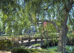 Drzewo pochylone nad mostkiem w parku