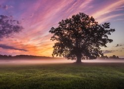 Pole, Drzewa, Mgła, Zachód słońca, Kolorowe, Niebo, Chmury