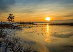 Drzewo przy brzegu zimowego jeziora w świetle wschodzącego słońca